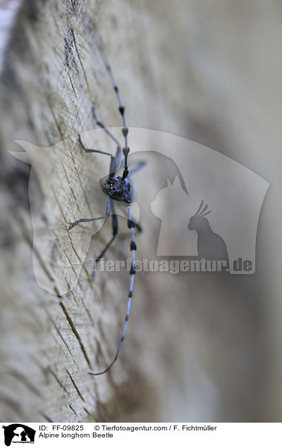 Alpine longhorn Beetle / FF-09825