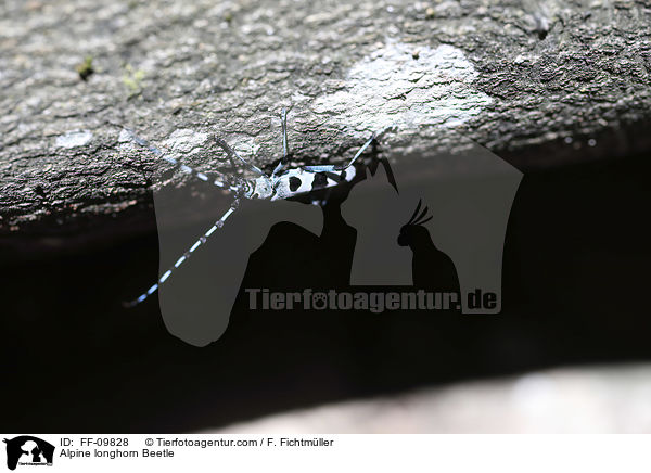 Alpine longhorn Beetle / FF-09828