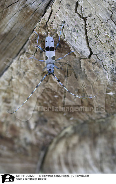 Alpine longhorn Beetle / FF-09829