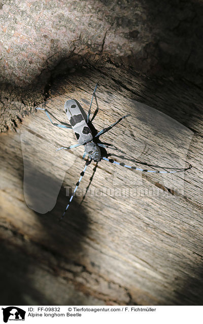 Alpine longhorn Beetle / FF-09832