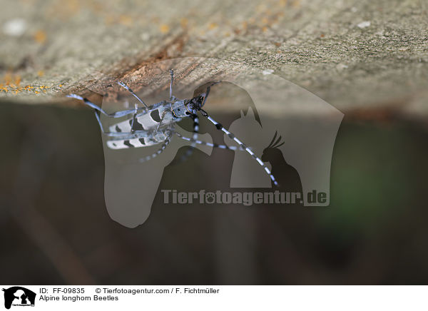 Alpine longhorn Beetles / FF-09835
