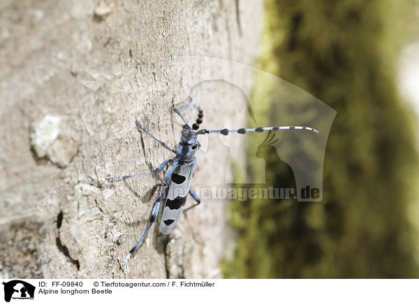 Alpine longhorn Beetle / FF-09840
