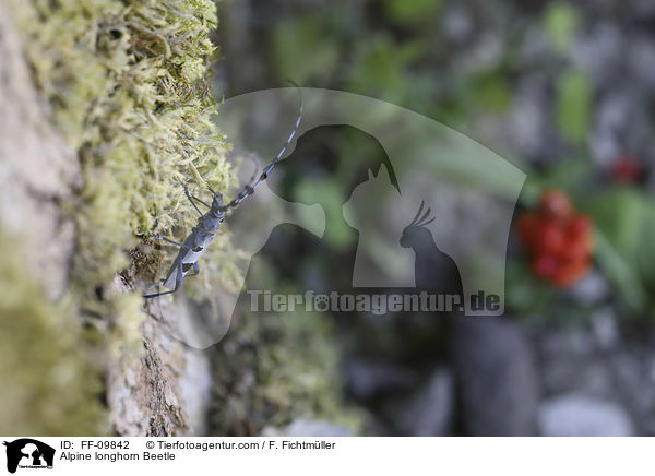 Alpine longhorn Beetle / FF-09842