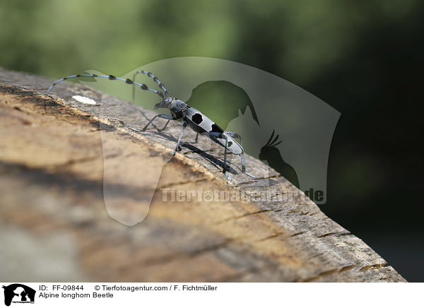 Alpine longhorn Beetle / FF-09844