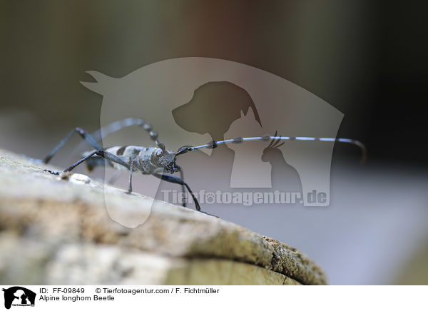 Alpine longhorn Beetle / FF-09849