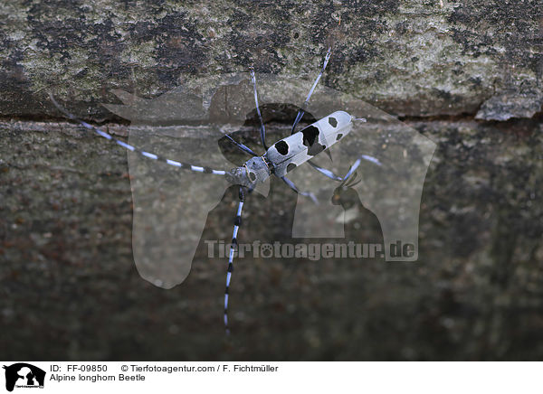 Alpine longhorn Beetle / FF-09850