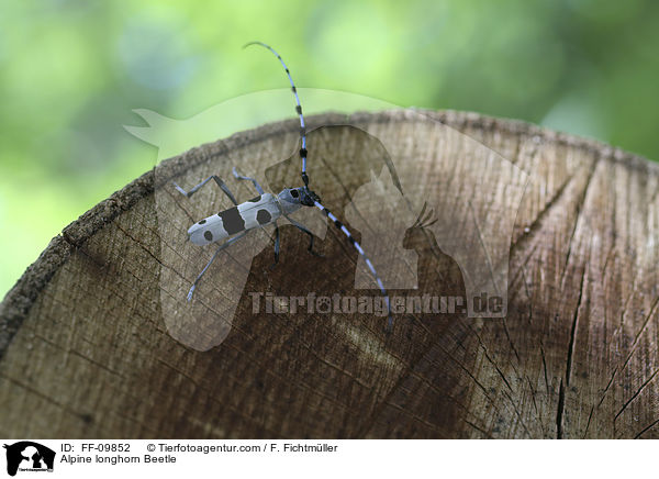 Alpine longhorn Beetle / FF-09852