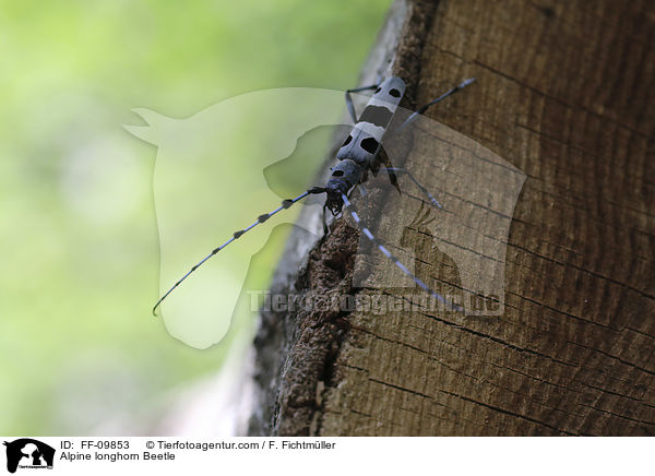 Alpine longhorn Beetle / FF-09853
