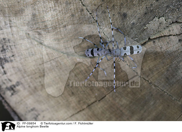 Alpine longhorn Beetle / FF-09854