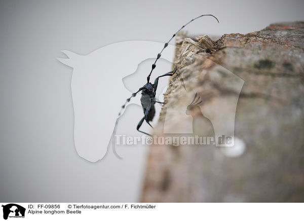 Alpine longhorn Beetle / FF-09856