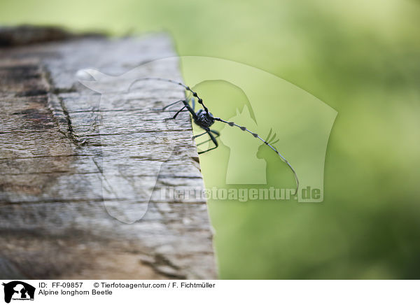 Alpine longhorn Beetle / FF-09857