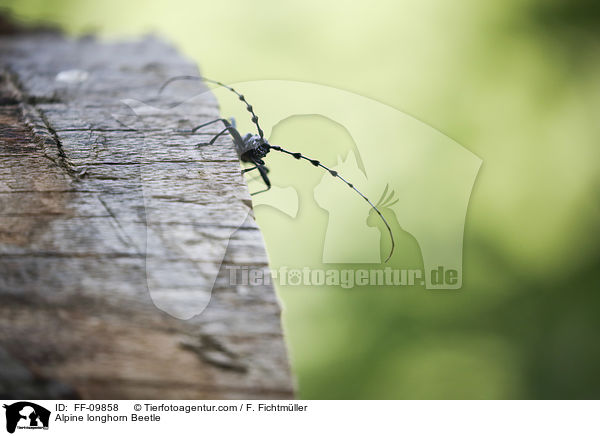 Alpine longhorn Beetle / FF-09858