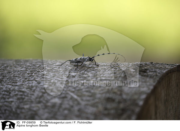 Alpine longhorn Beetle / FF-09859