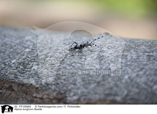 Alpine longhorn Beetle / FF-09860