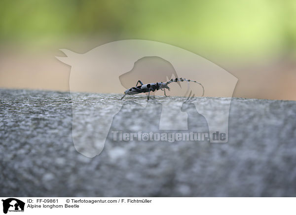 Alpine longhorn Beetle / FF-09861