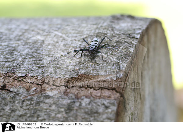 Alpine longhorn Beetle / FF-09863