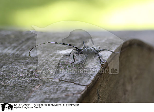 Alpine longhorn Beetle / FF-09864
