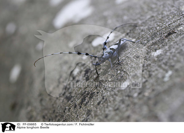 Alpine longhorn Beetle / FF-09865