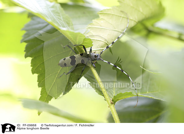 Alpine longhorn Beetle / FF-09868