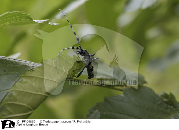 Alpine longhorn Beetle / FF-09869