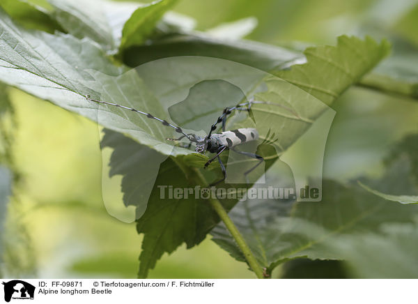 Alpine longhorn Beetle / FF-09871
