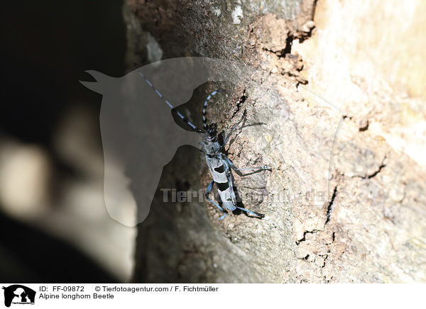 Alpine longhorn Beetle / FF-09872