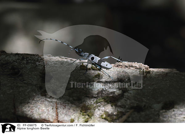 Alpine longhorn Beetle / FF-09875