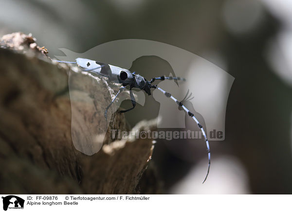 Alpine longhorn Beetle / FF-09876