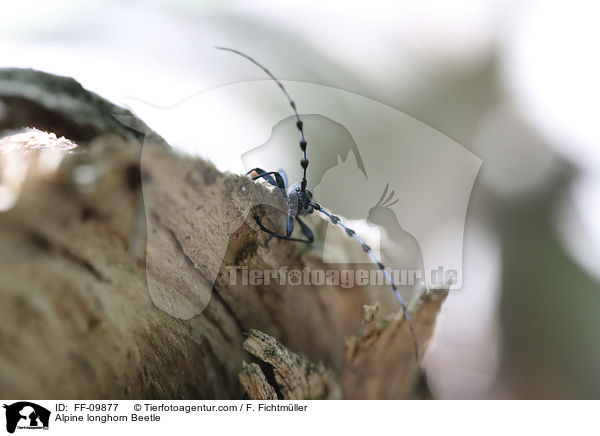 Alpine longhorn Beetle / FF-09877