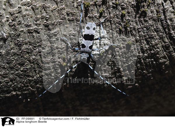 Alpine longhorn Beetle / FF-09881