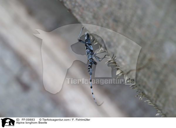 Alpine longhorn Beetle / FF-09883