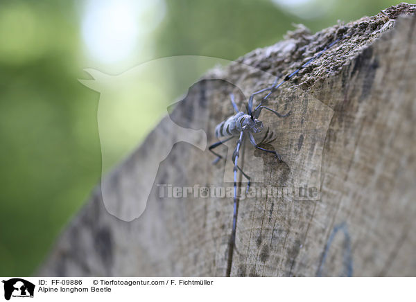 Alpine longhorn Beetle / FF-09886