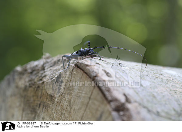 Alpine longhorn Beetle / FF-09887