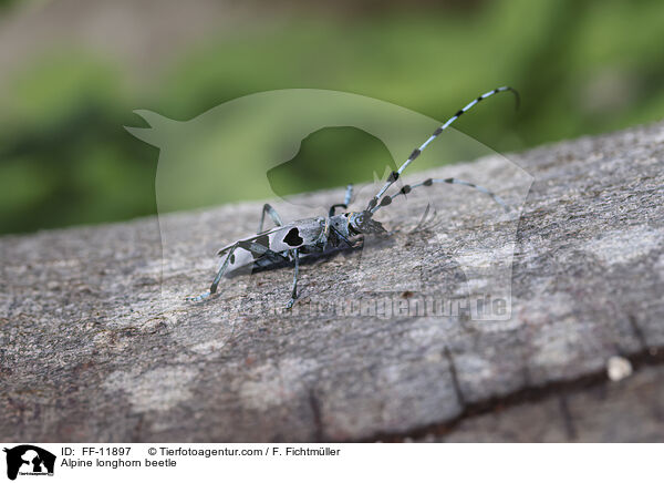 Alpine longhorn beetle / FF-11897