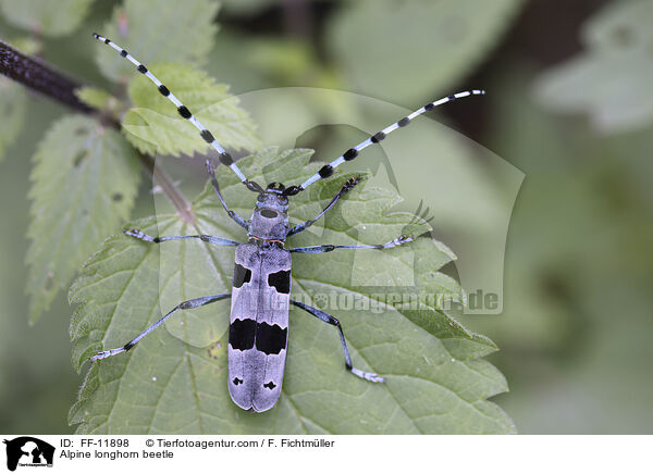 Alpine longhorn beetle / FF-11898