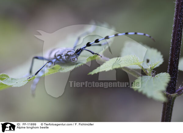 Alpine longhorn beetle / FF-11899
