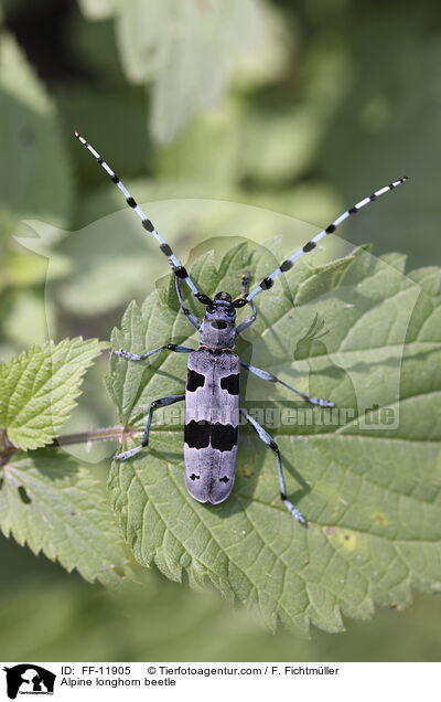 Alpine longhorn beetle / FF-11905