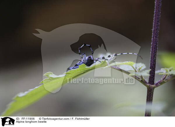 Alpine longhorn beetle / FF-11906