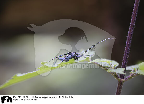 Alpine longhorn beetle / FF-11908