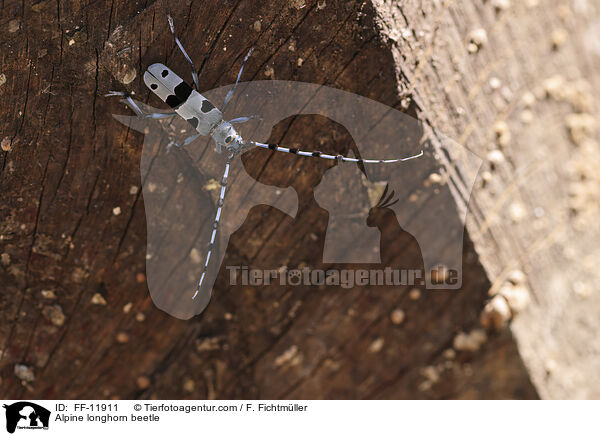 Alpine longhorn beetle / FF-11911