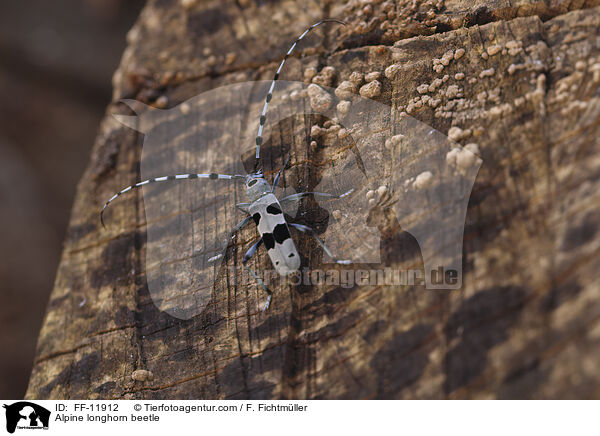 Alpine longhorn beetle / FF-11912