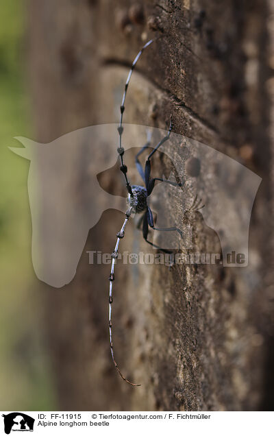 Alpine longhorn beetle / FF-11915