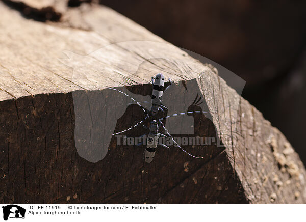 Alpine longhorn beetle / FF-11919