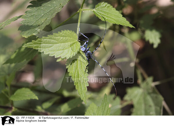 Alpine longhorn beetle / FF-11934