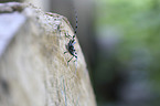 Alpine longhorn Beetle