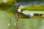 azure damselflies