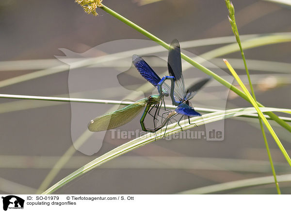 sich paarende gebnderte Prachtlibellen / copulating dragonflies / SO-01979