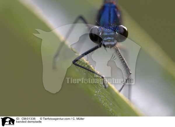 banded demoiselle / CM-01336