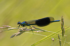 banded demoiselle