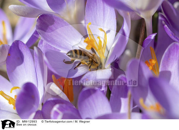 Bee on crocus / MW-12993